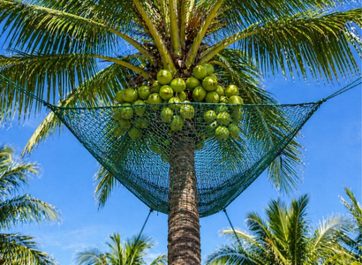Coconut Tree Safety Nets